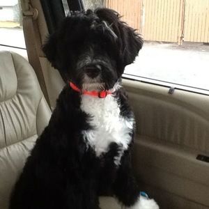 Meet your Posher, Riley